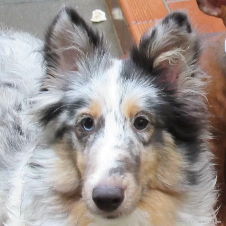 ID:2412-01903の子犬