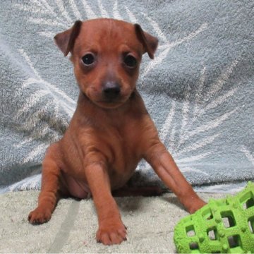 ミニチュアピンシャー【東京都・女の子・2024年11月30日・レッド】の写真「元気な女の子」