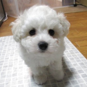 ビションフリーゼ【東京都・女の子・2025年1月30日・ホワイト】の写真「とても元気な女の子」