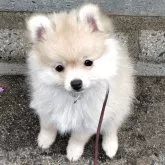 ポメラニアン