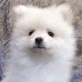 ポメラニアン