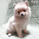 ポメラニアン