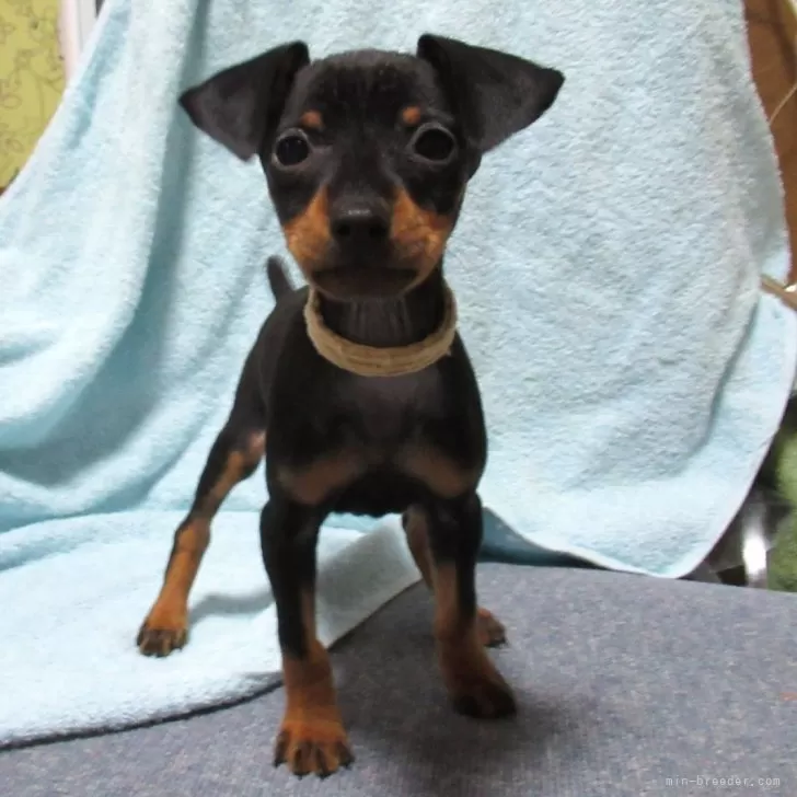 ID：2408-00028の子犬