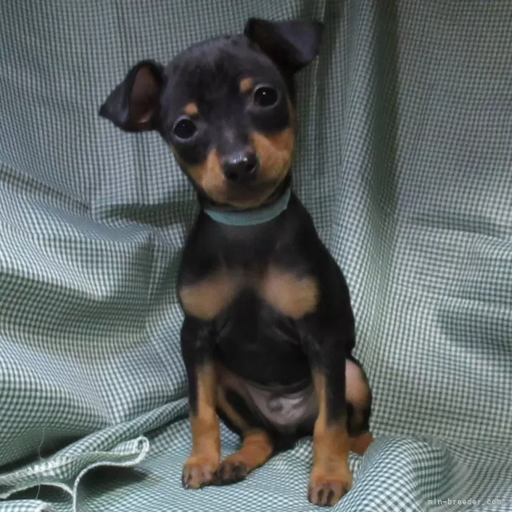 ミニチュアピンシャー【東京都・男の子・2023年12月3日・ブラック・タン】の写真1「賢そうな男の子」