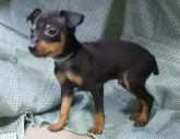 ミニチュアピンシャー【東京都・男の子・2023年12月3日・ブラック・タン】の写真2「青首輪」