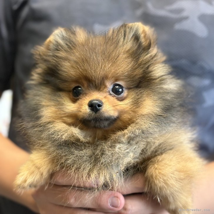 ブリーダー画像