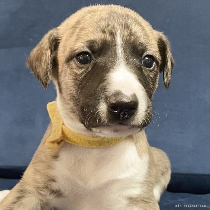 ブリーダー画像