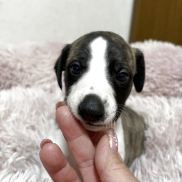 ウィペット【岐阜県・男の子・2025年4月13日・ブリンドル&ホワイト】の写真「お顔が自慢のハンサムボーイ」