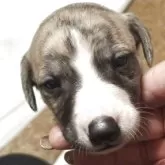 ウィペット