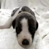 ウィペット
