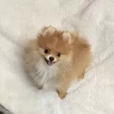 ポメラニアン