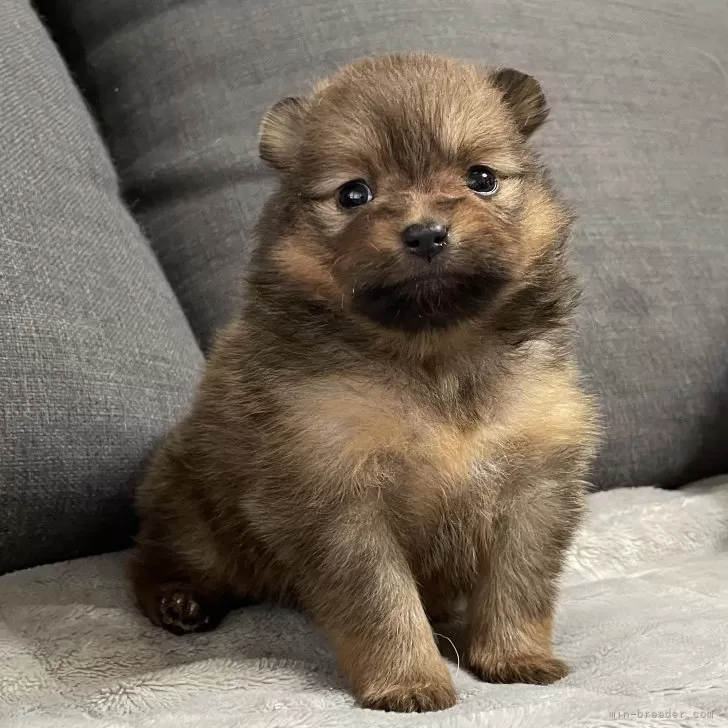 ティツ子 様のお迎えした子犬