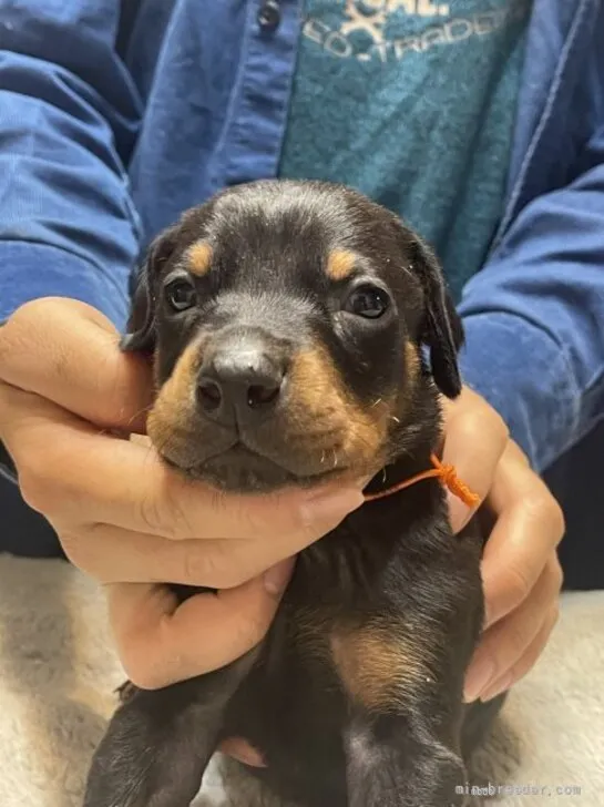 ID：2205-02991の子犬