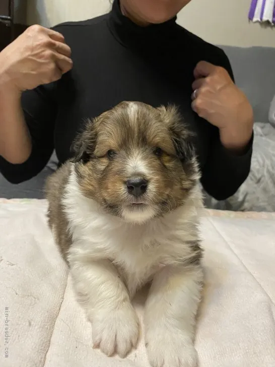 ID：2003-00354の子犬