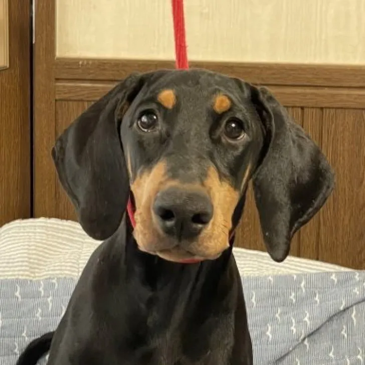 ID:2306-01268の子犬