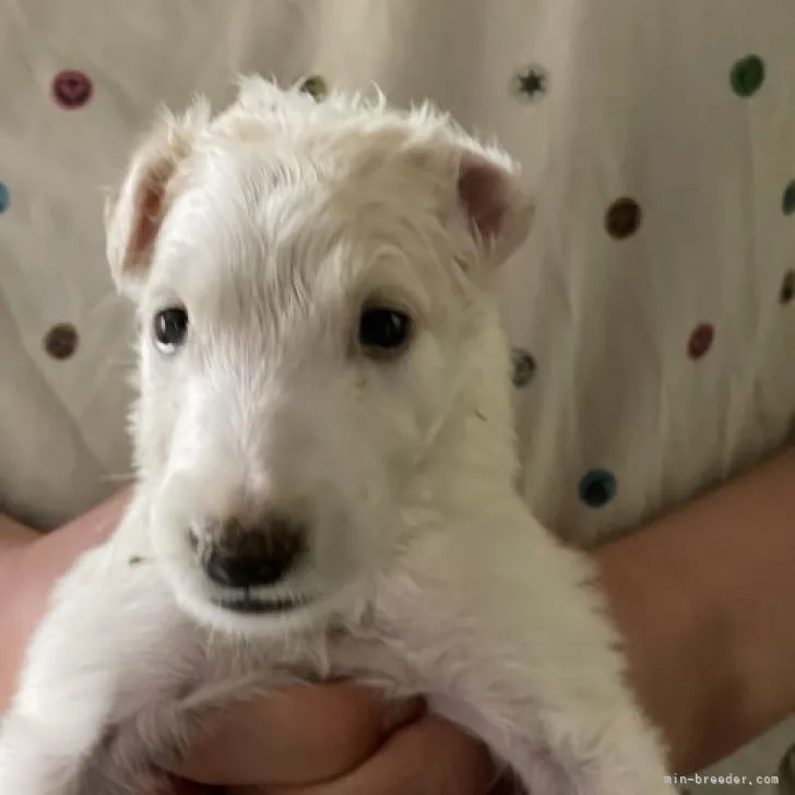 ID：2304-03734の子犬