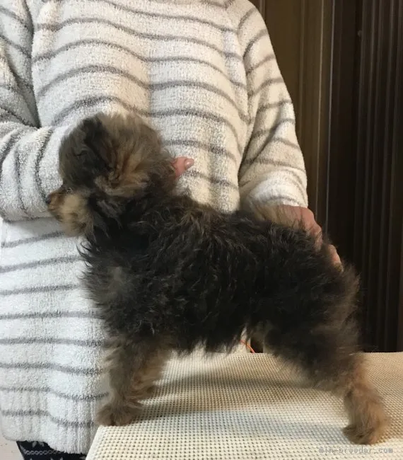 ID:1902-01166の子犬