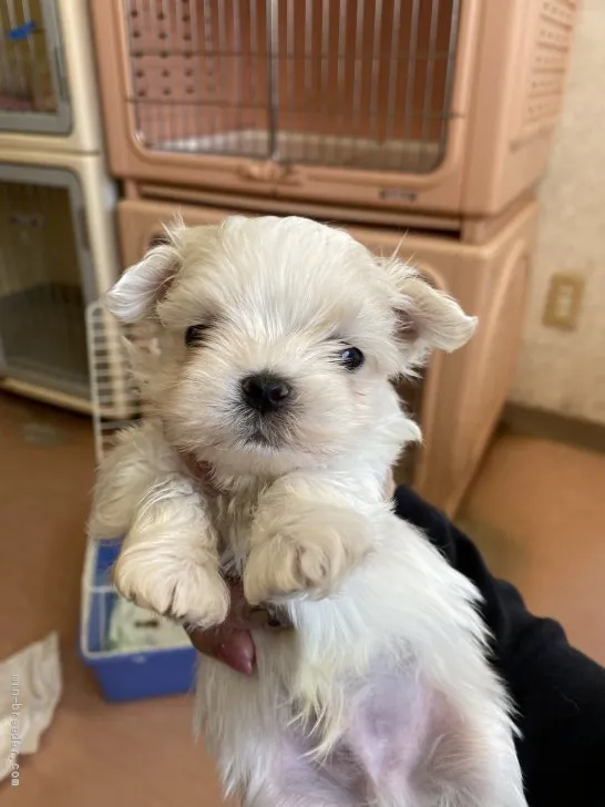 ID:2004-03553の子犬