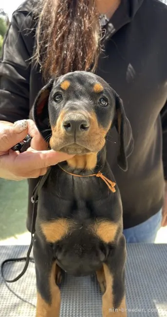 ねこ 様のお迎えした子犬