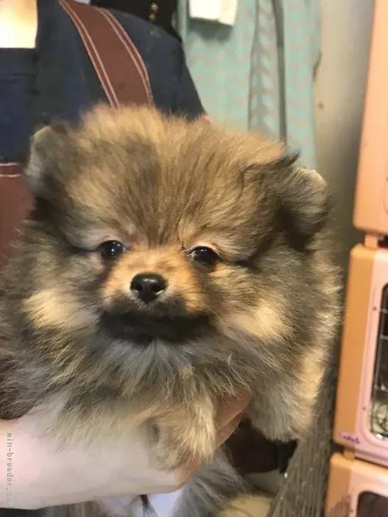 ID:1803-01483の子犬