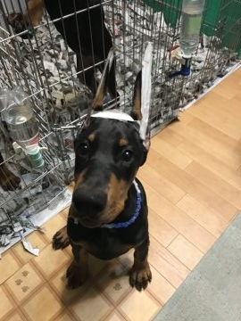 ドーベルマン【岐阜県・男の子・2018年9月4日・ブラックタン】の写真「日本NO.1ドーベルマンの子犬達です」