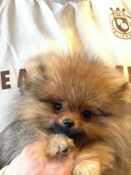 ポメラニアン【岐阜県・女の子・2014年11月22日・オレンジ】の写真「ショータイプ　ハドレー＆スマッシュ」