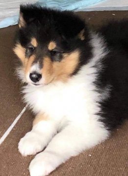 ラフコリー【岐阜県・男の子・2021年3月20日・トライ】の写真「美しい、クオリティの高い子犬です。」