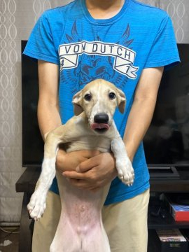 ウィペット【岐阜県・男の子・2021年6月2日・レッド&ホワイト】の写真「両親遺伝子検査済」