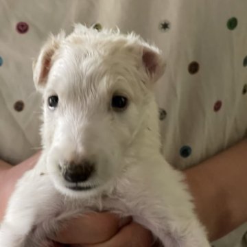 ボルゾイ【岐阜県・女の子・2023年3月22日・ホワイト&ゴールド】の写真「極小の女の子」