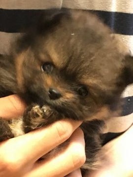 ポメラニアン【岐阜県・女の子・2017年5月7日・レッド】の写真「性格◎顔◎ドッグショーに‼️」