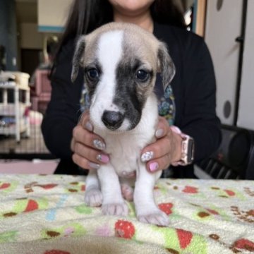 ウィペット【岐阜県・女の子・2023年3月6日・フォーン&ホワイト】の写真「小さくかわいい女の子」