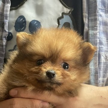 ポメラニアン【岐阜県・女の子・2023年3月13日・オレンジ】の写真「理想的な美しい毛色になります。」