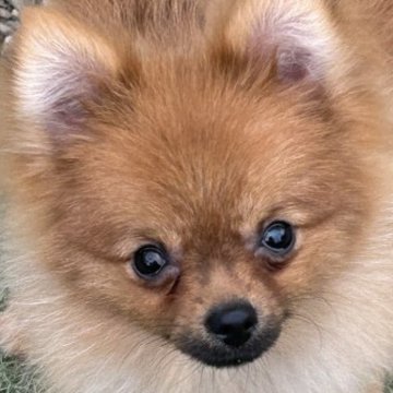 ポメラニアン【岐阜県・男の子・2023年3月13日・オレンジ】の写真「ハンサムボーイ」