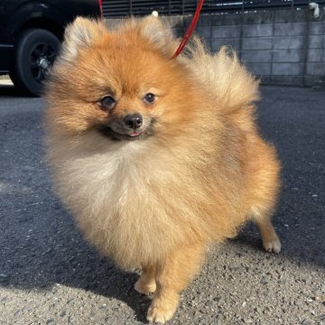 ポメラニアン【岐阜県・男の子・2022年7月13日・オレンジ】の写真「JKCジュニアチャンピオン、JKCチャンピオン」