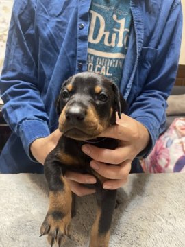 ドーベルマン【岐阜県・男の子・2022年4月25日・ブラック&タン】の写真「美しく賢い子犬です。アメリカン、ショー、家庭犬。」