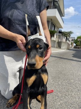 ドーベルマン【岐阜県・男の子・2022年3月4日・ブラック&タン】の写真「美しく賢い子犬です。アメリカン、ショー、家庭犬。」