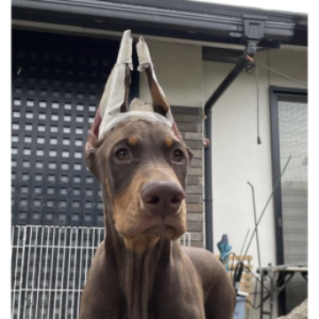 ドーベルマン【岐阜県・男の子・2023年4月5日・チョコレート&タン】の写真「美しく賢い子犬です。アメリカン、ショー、家庭犬。」