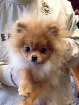 ポメラニアン【岐阜県・女の子・2013年10月2日・オレンジ】の写真「世界のハドレー」
