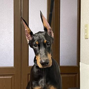 ドーベルマン【岐阜県・男の子・2022年4月25日・ブラック&タン】の写真「美しく賢い子犬です。アメリカン、ショー、家庭犬。」