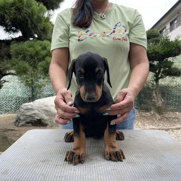 ドーベルマン【岐阜県・男の子・2022年4月25日・ブラック&タン】の写真「美しく賢い子犬です。アメリカン、ショー、家庭犬。」