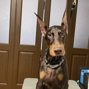ドーベルマン【岐阜県・男の子・2022年4月25日・チョコレート&タン】の写真「美しく賢い子犬です。アメリカン、ショー、家庭犬。」