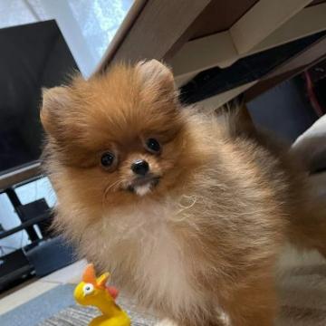 ポメラニアン【岐阜県・男の子・2022年7月13日・レッド&ホワイト】の写真「美しいレッドのかわいい男の子」