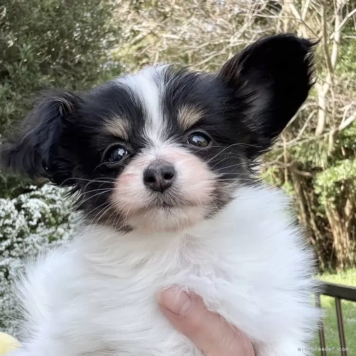 ID:2503-05558の子犬