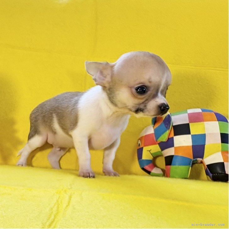 ブリーダー画像