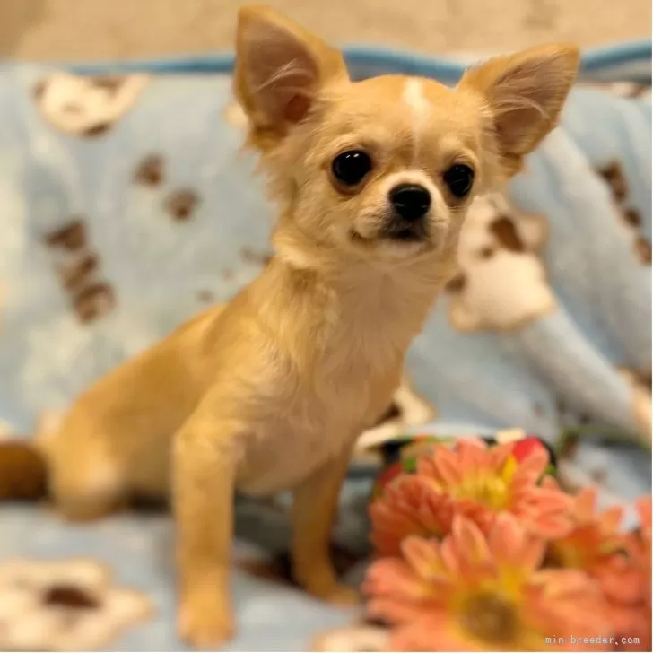 ID:2508-01419の子犬