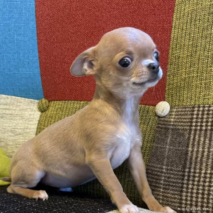R.K 様のお迎えした子犬