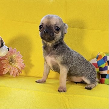 チワワ(スムース)【千葉県・女の子・2025年8月16日・フォーン&セーブル】の写真「👍極小チビチビサイズです😊」