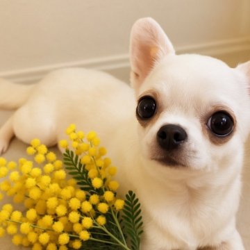チワワ(スムース)【千葉県・男の子・2024年9月5日・ホワイト、クリーム】の写真「✨🐶極上のスムースチワワ男の子🐶✨」