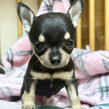 チワワ(スムース)【千葉県・女の子・2025年5月19日・ブラック&タン】の写真「元気で人懐こい🩷パパはチャンピオン」