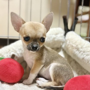 チワワ(スムース)【千葉県・女の子・2025年8月11日・フォーン、セーブル&ホワイト】の写真「ショーラインから生まれた良質チワワです❗️」